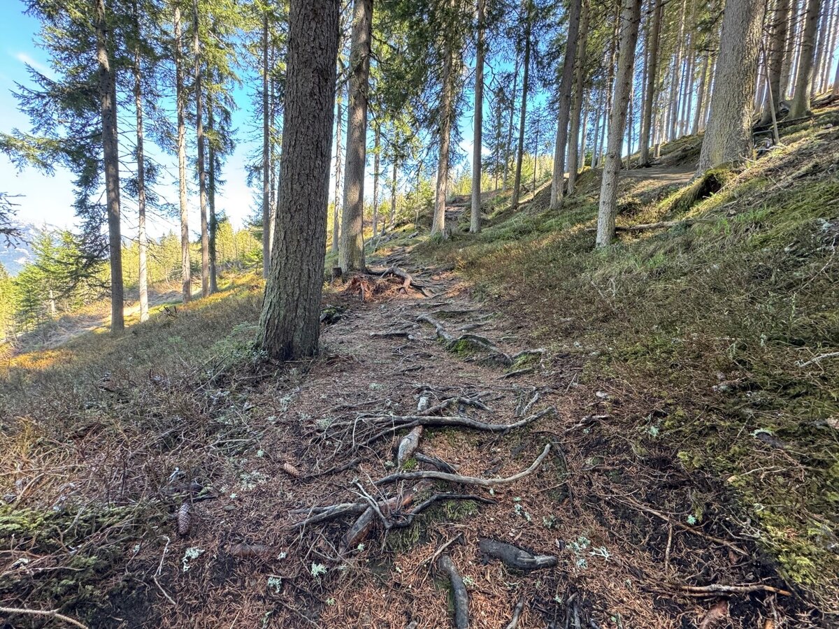 Jack Lumber Trail | 409