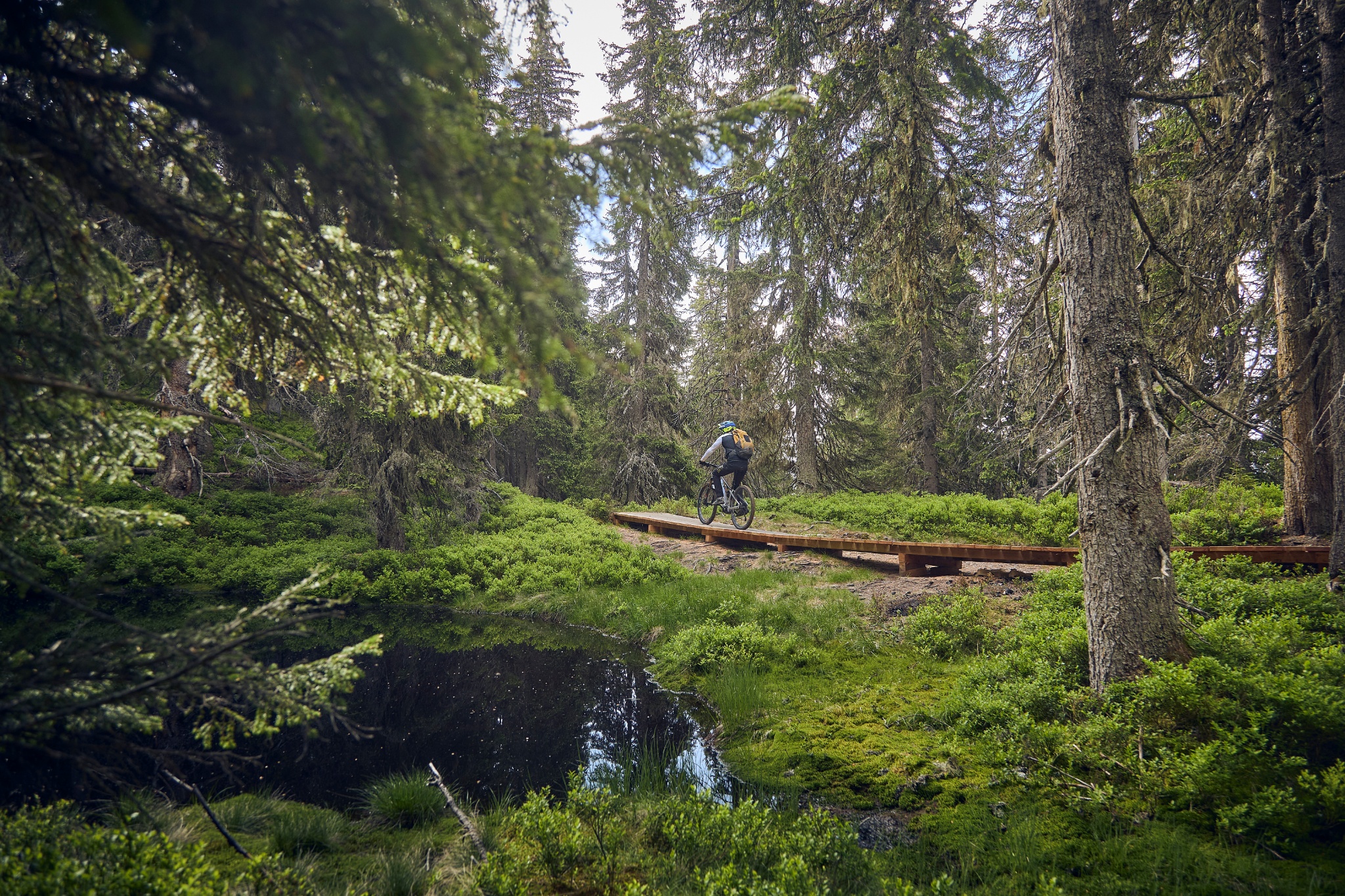 SH 37 Wurzel-Trail
